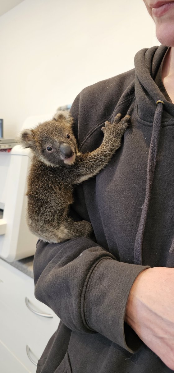 Drop Bears (@dropbearsio) on Twitter photo Just heard that Southern Koala 🐨and Echidna 🦔Rescue (one of the charities we donated to) has achieved a great milestone - they now have an onsite vet. They're doing a wonderful job of caring for these amazing animals and helping them recover. #NFTCommunity <a href="/SKER_Ltd/">SOUTHERN KOALA AND ECHIDNA RESCUE LTD (SKER)</a> #koala Just heard that Southern Koala 🐨and Echidna 🦔Rescue (one of the charities we donated to) has achieved a great milestone - they now have an onsite vet. They're doing a wonderful job of caring for these amazing animals and helping them recover. #NFTCommunity <a href="/SKER_Ltd/">SOUTHERN KOALA AND ECHIDNA RESCUE LTD (SKER)</a> #koala