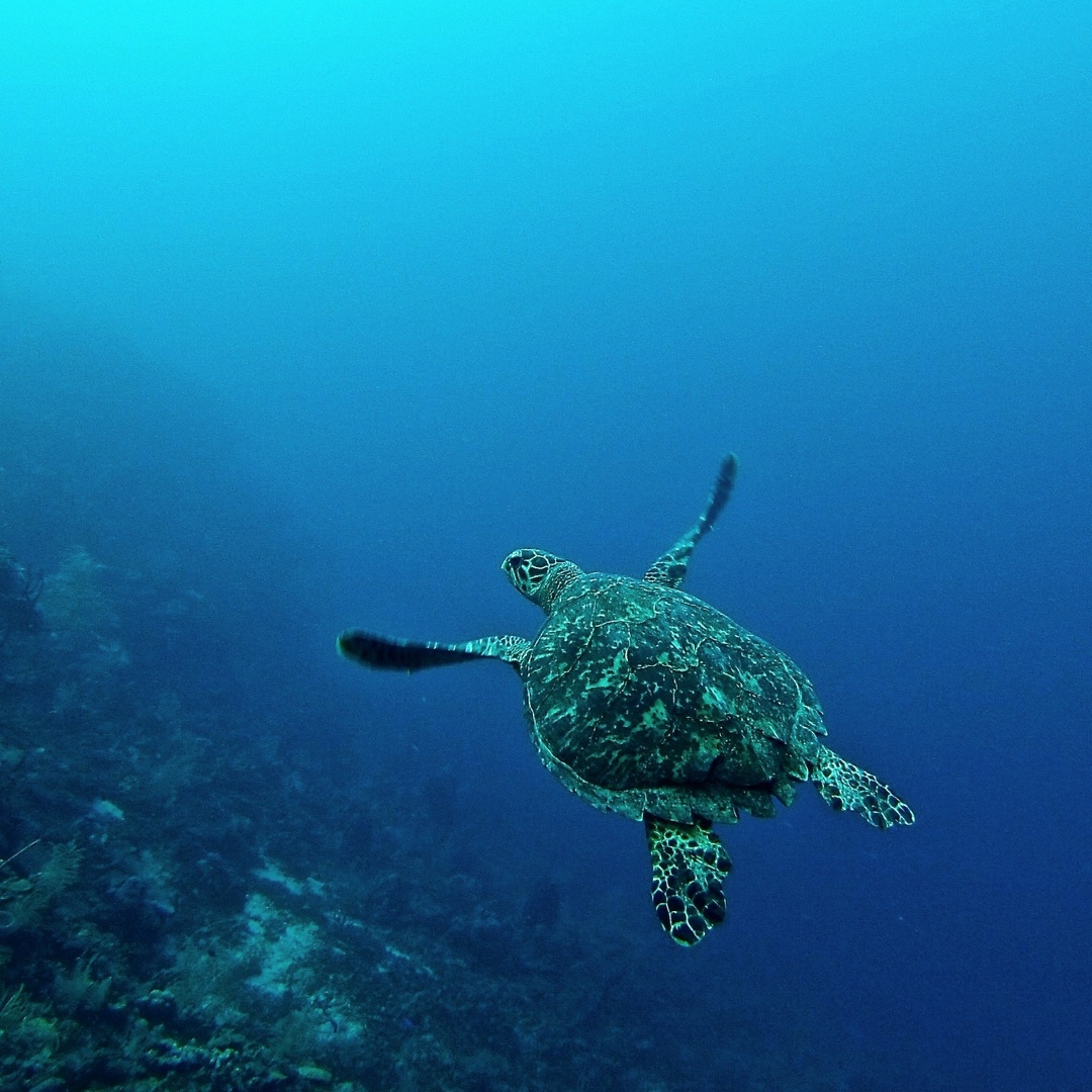 Sea turtles have a 22% chance of dying from ingesting just ONE #plastic item.

It is estimated that 52% of sea turtles have plastic in their guts, most of which comes from land-based sources. By REFUSING to use #SingleUse plastics, we can reduce waste &amp; inspire change.