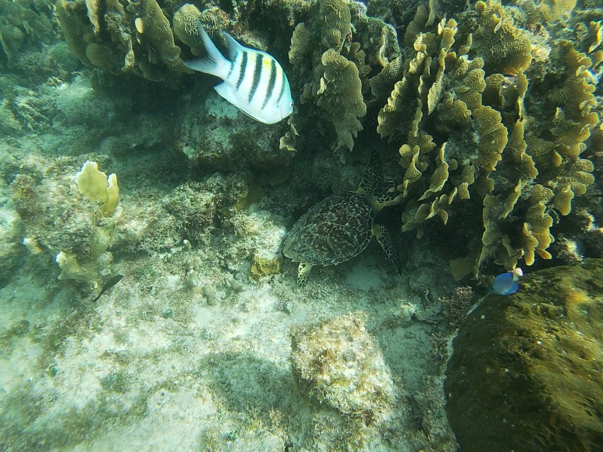 Got to meet this guy on a snorkel today!!  I love sea turtles.