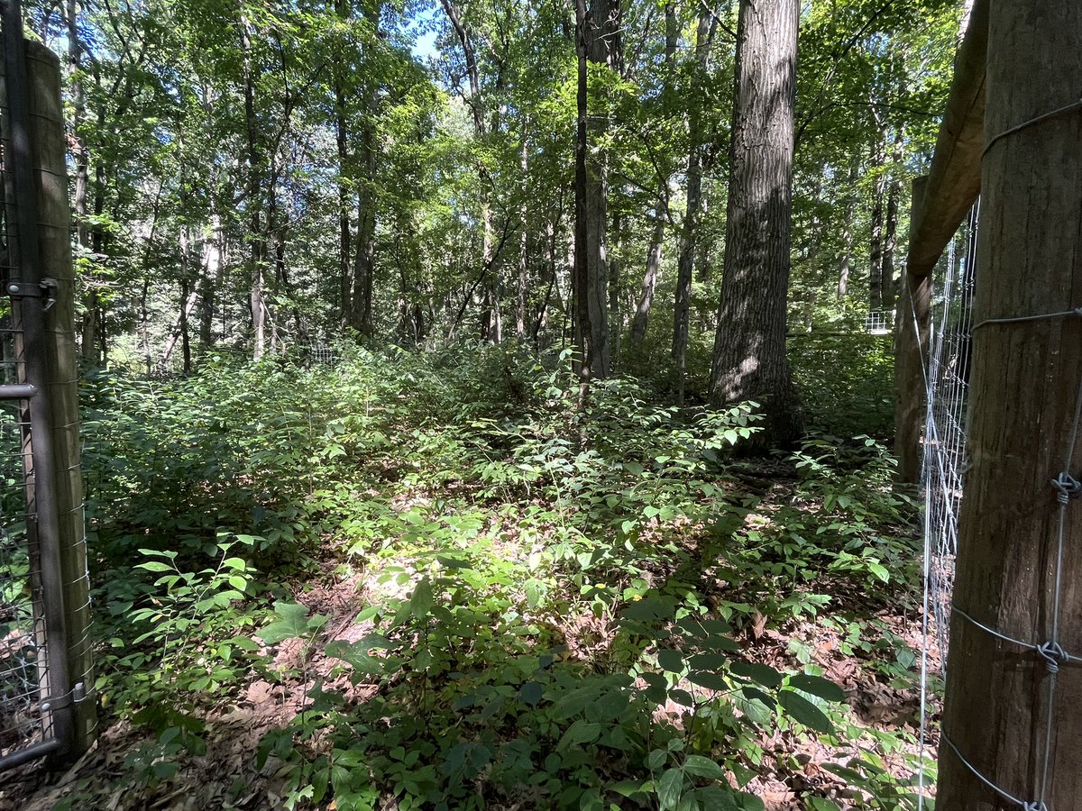 LVCEnvi's tweet image. Field work begins!  Sydney Frey and Charles Katona helped Dr U out in the Research Preserve this afternoon.  Does it look like deer might have an impact in the woods? #LVCEnvi #LVCResearch