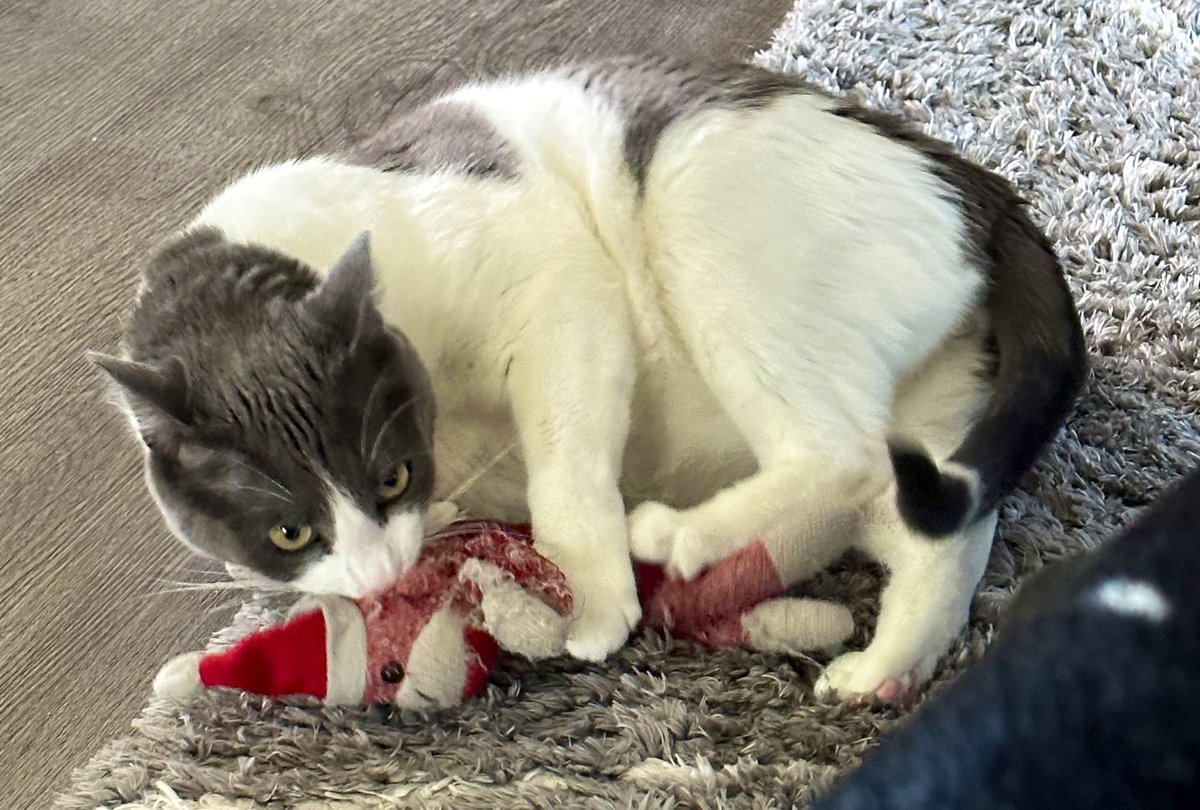 jwilliams6759's tweet image. His sock monkey lost this battle 😹
#binx #sockmonkey #catsoftwitter #binxvanfleet #binxkiszka