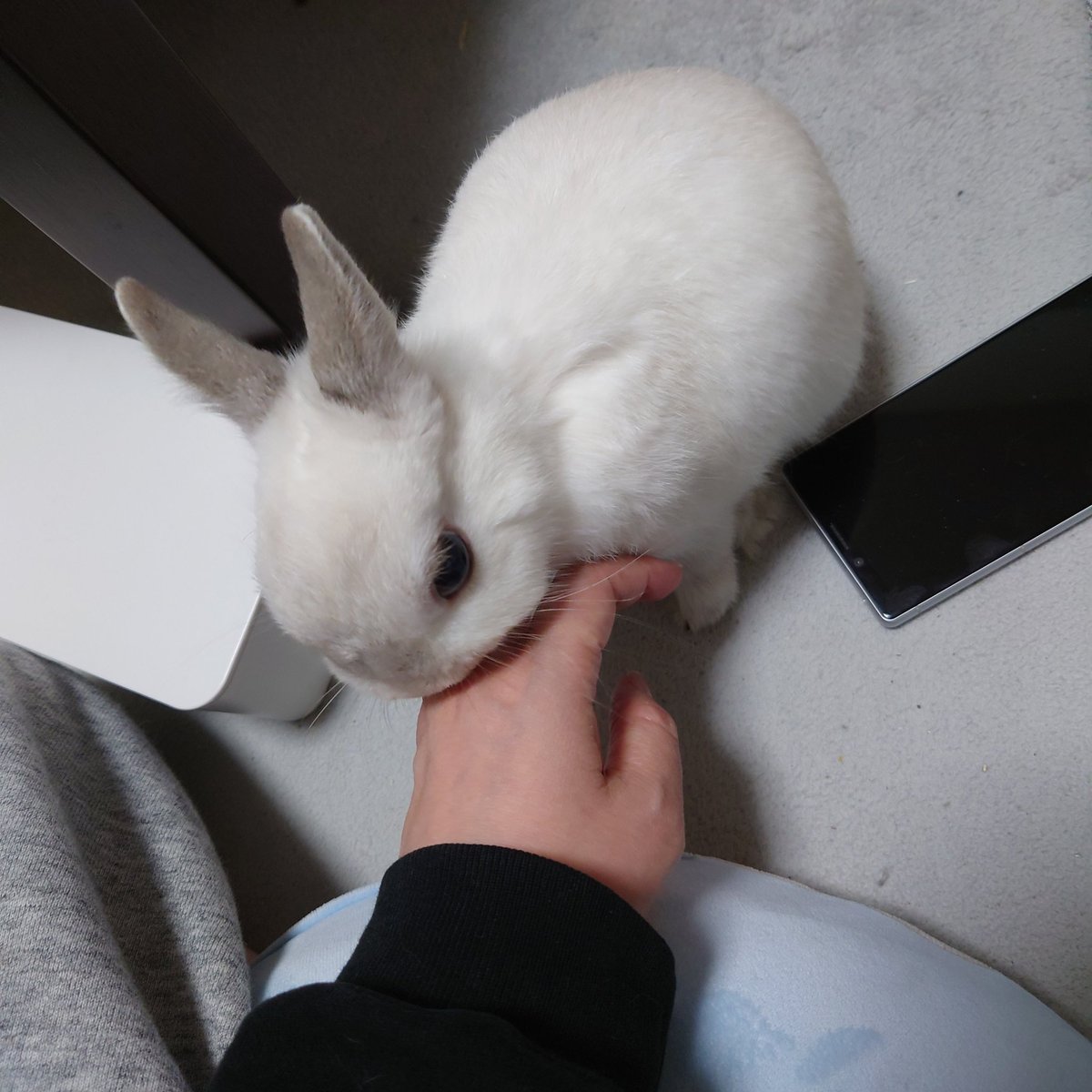 6歳の赤ちゃんに
ペロペロされてる（自慢）