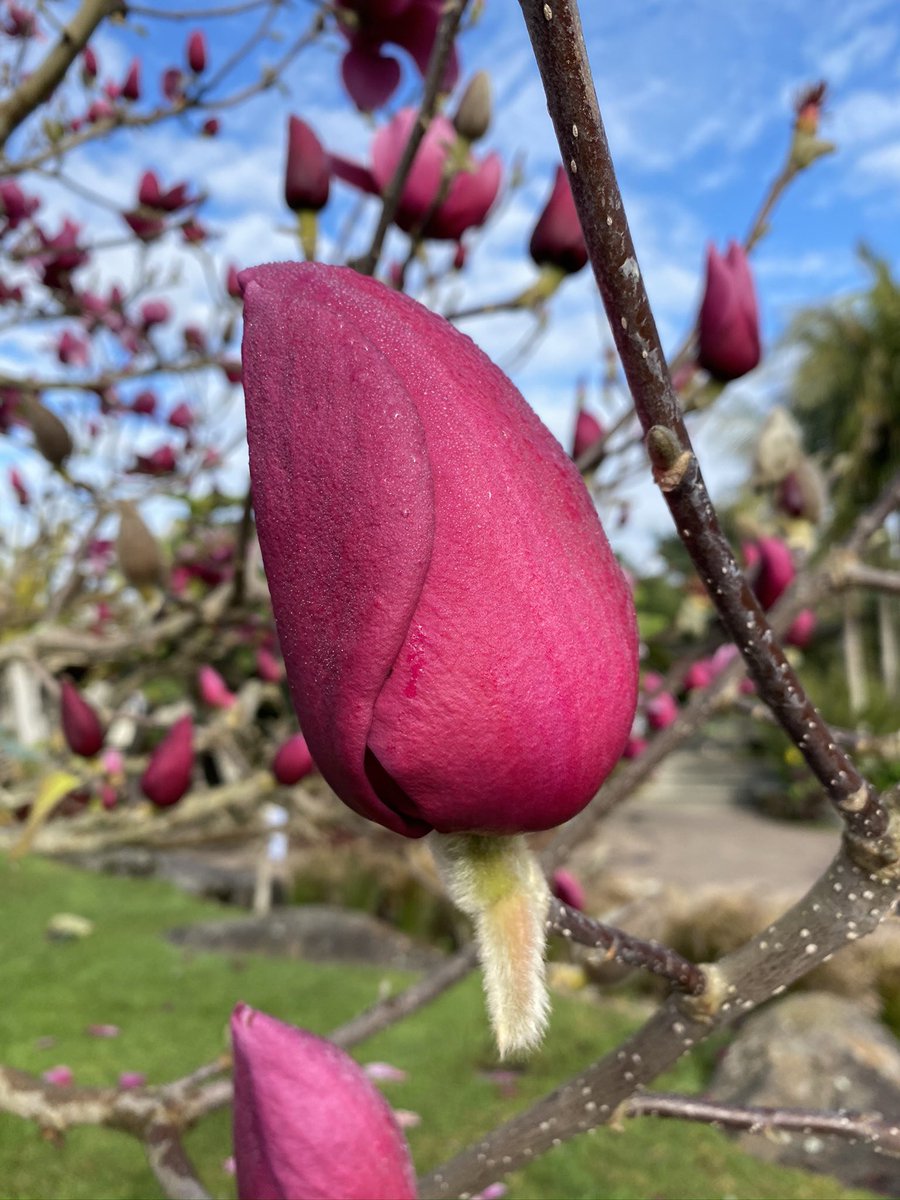 Emma Simpkins (Bodley) tweet media