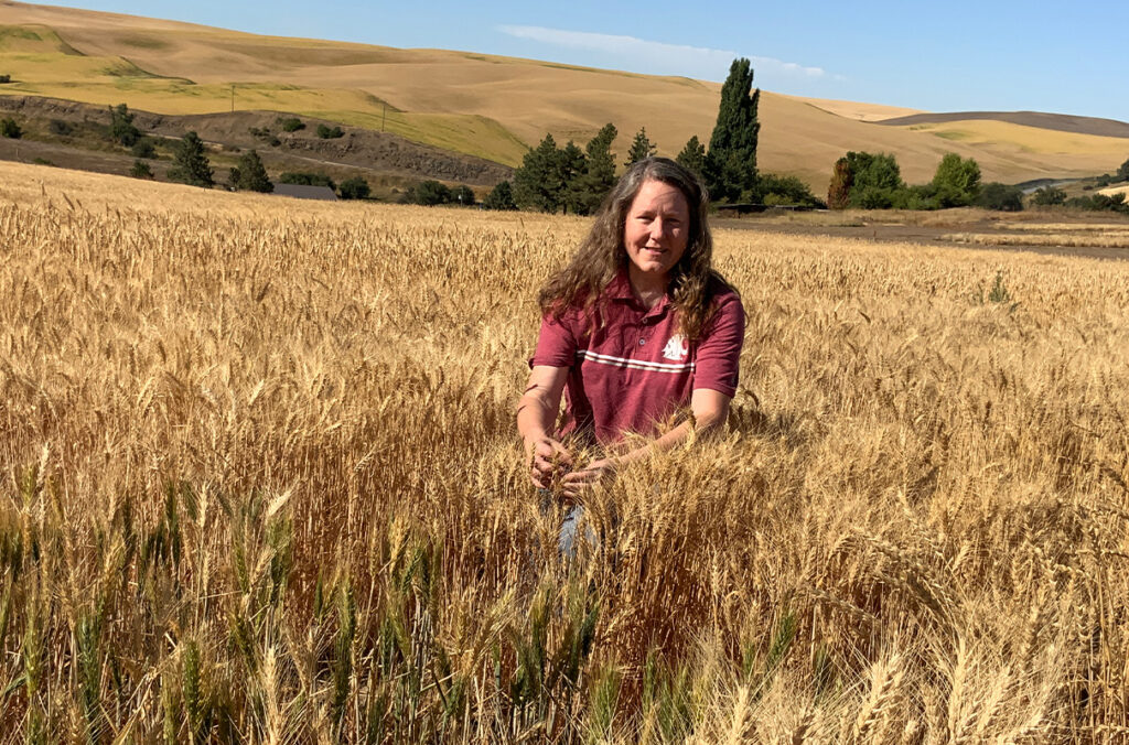 WashingtonGrain's tweet photo. Falling number test prevents wheat contamination, saves farmers millions | https://t.co/WVZY7hJ1qi via @washingtongrain #WheatNews #research #technology #endusequality https://t.co/LFXrZnULbu