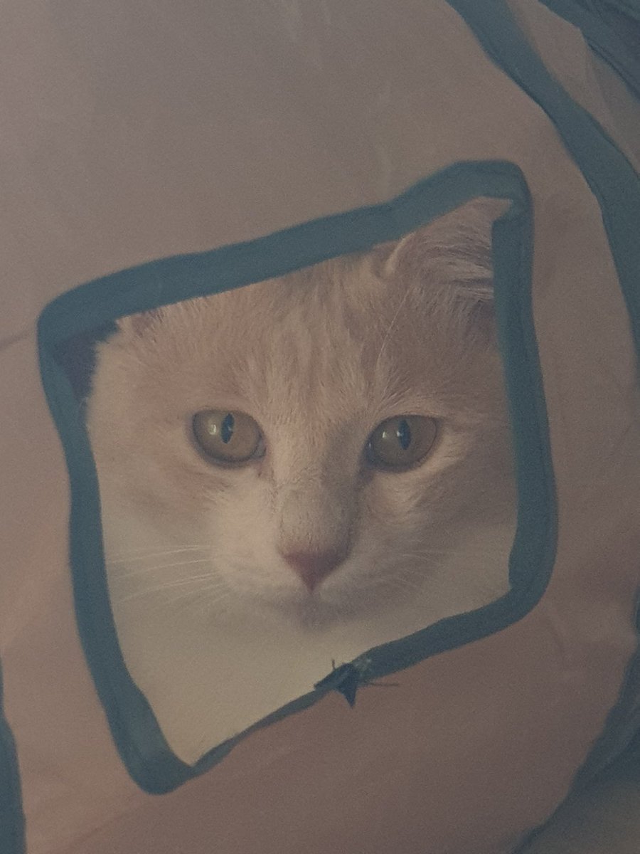챠비는 말랑떡고양이💛 tweet media