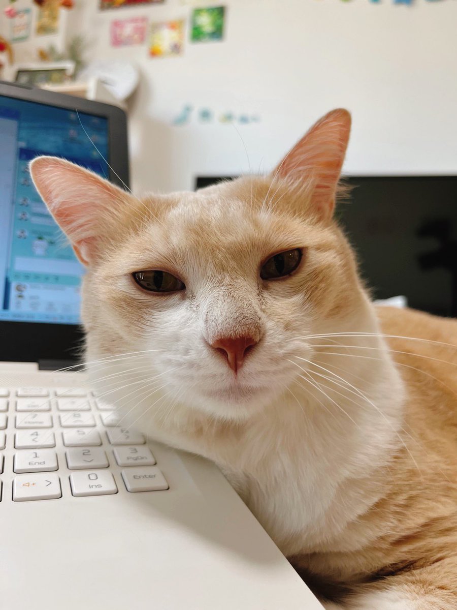 챠비는 말랑떡고양이💛 tweet media