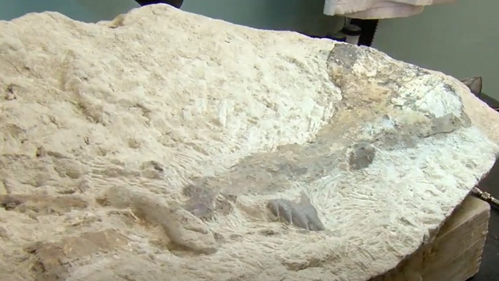 Earth Archives tweet media