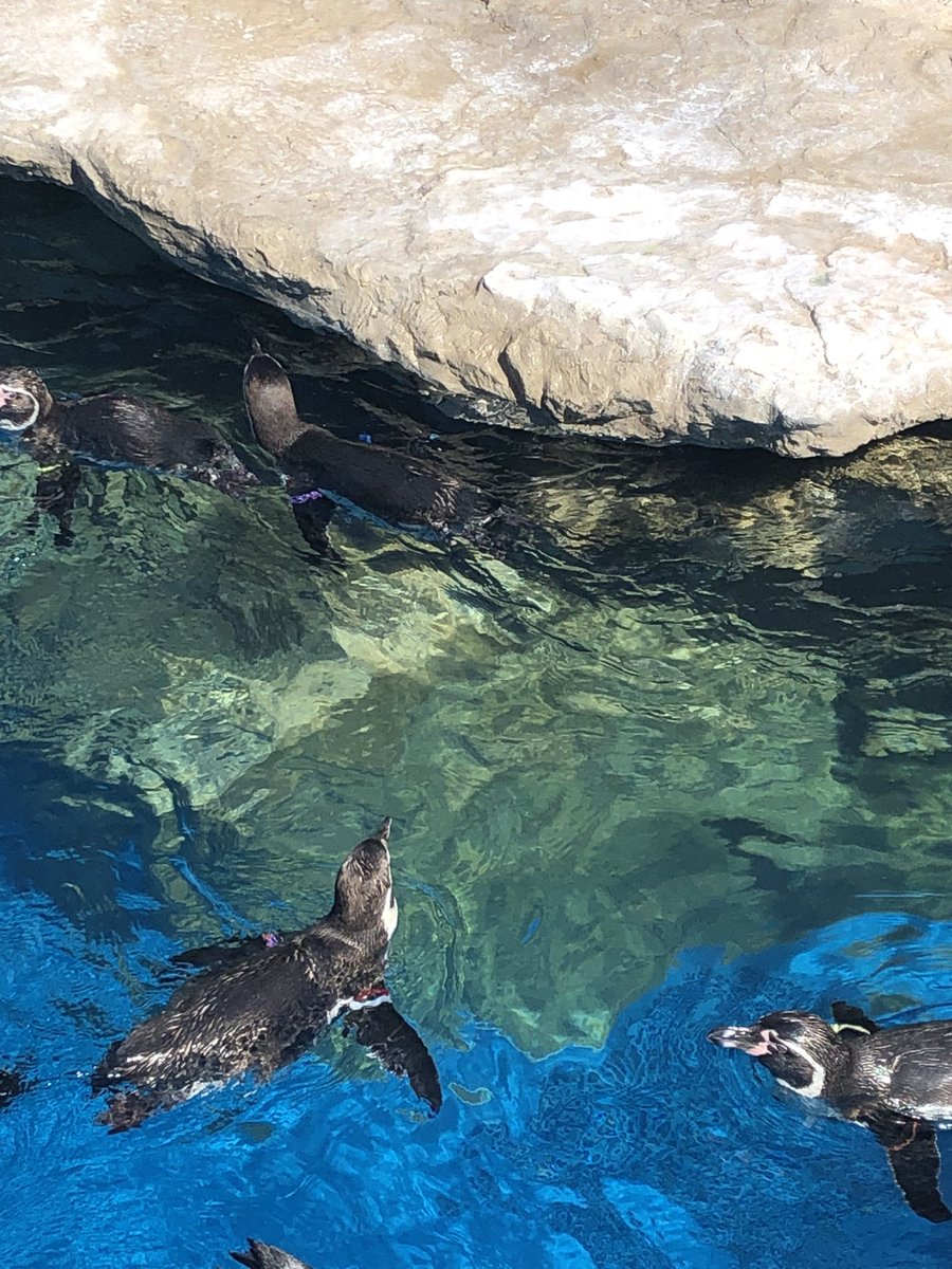 m0yu_game9's tweet photo. 水族館行ってきたー🐟 https://t.co/eVFb9iRvPK