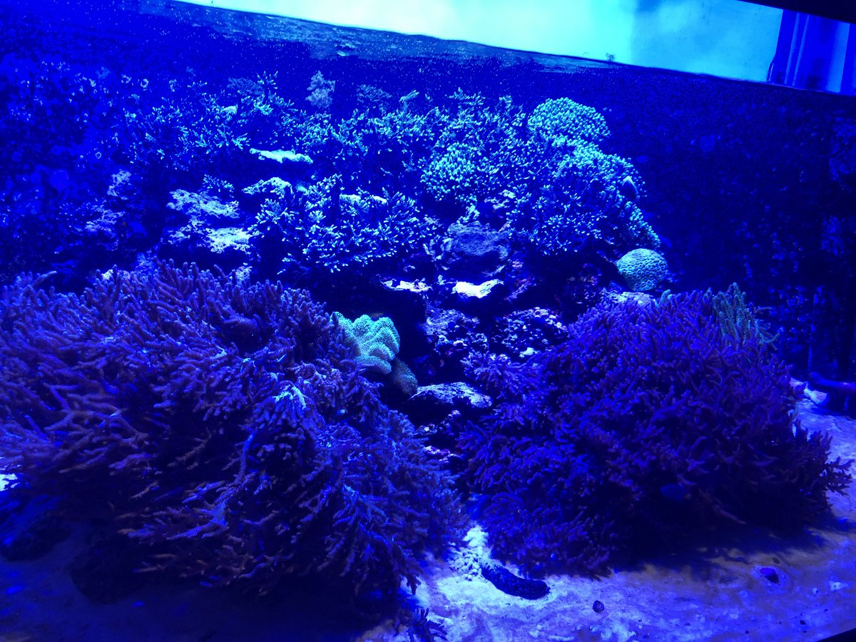 m0yu_game9's tweet photo. 水族館行ってきたー🐟 https://t.co/eVFb9iRvPK
