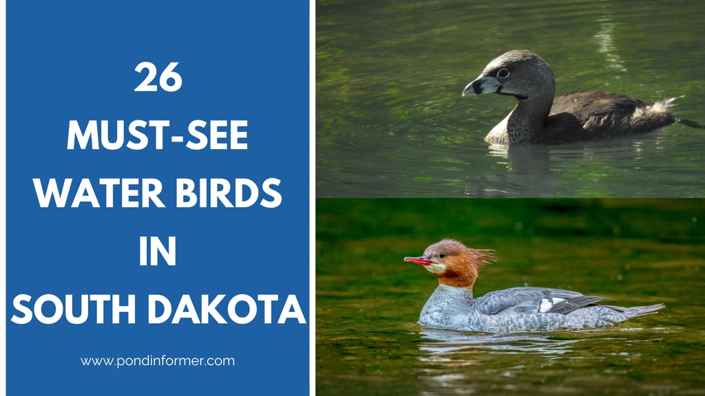 PondInformer's tweet photo. Calling all bird enthusiasts and nature lovers! From the majestic great egret to the vibrant green-winged teal, this article unveils the breathtaking diversity of avian life in the region: https://t.co/MwHcix2Z0S

#southdakota #wildlife #birdwatching https://t.co/V4CW5JCj9W