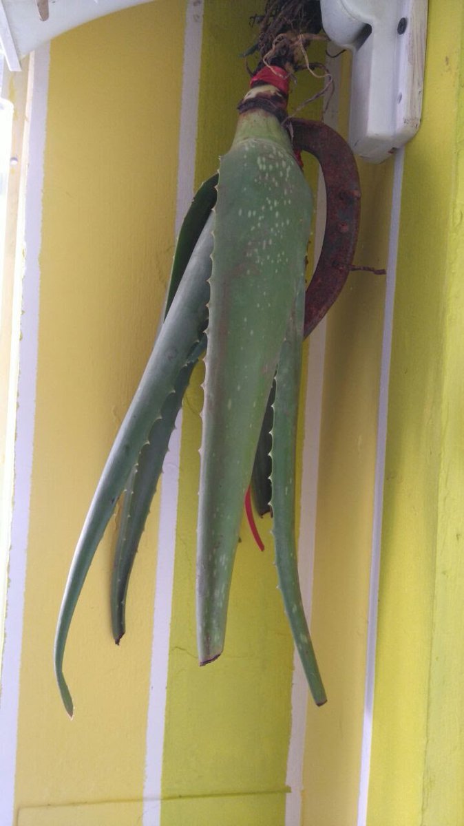 ElhoimLeafar's tweet photo. Six Folk Magic Spells from Venezuela... And our Multi-cultural Heritage.
https://t.co/woCb0reDyo #folkwitch #indigenouswitch #southamericanbrujas #brujeria https://t.co/9xZX3DdbiI