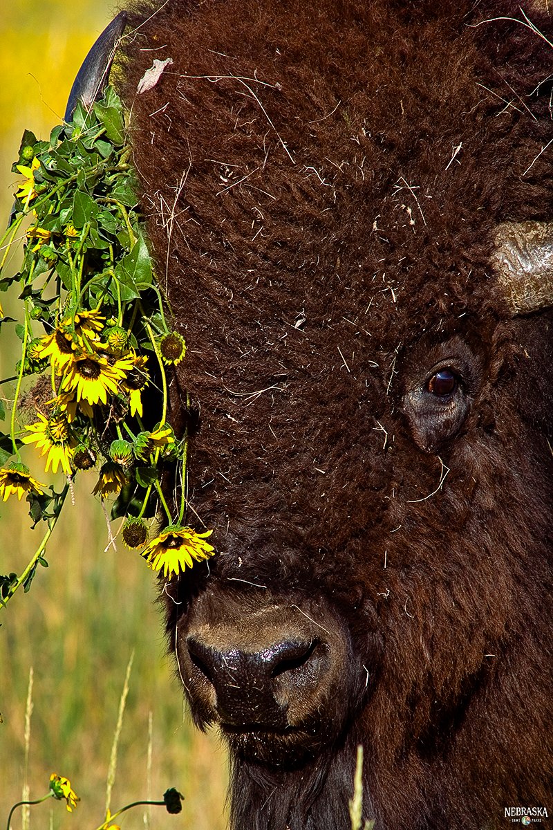 NEGameandParks's tweet photo. Feeling cute. Might wallow in the sunflowers again later. 🌻

📸: Jon Farrar

#Bison #WildNebraska #sunflowers https://t.co/ND1wam3Pfi