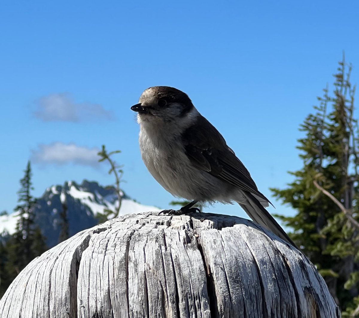 DiscoverRainier's tweet photo. Fun Fact: There are more than 65 species of animals at Mount Rainier. 🦌 Visit today to see which wildlife you encounter. ⛰️ https://t.co/kCib5Vc0LM