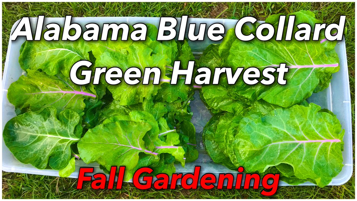 Alion_Unleashed's tweet image. Join us for this video as we conduct our very first collard green harvest from our fall garden. 

#fallgarden #collardgreens 
 #harvest 

Alabama Blue Collard Green Harvest | Fall Gardening
youtu.be/8xS4V8L2bXY