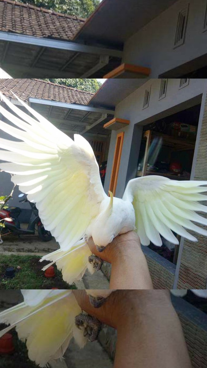 bamsbreeder's tweet photo. Beauty of cockatoo #kakatua #burung #bamsbreeder https://t.co/xTMJ5BdMVt