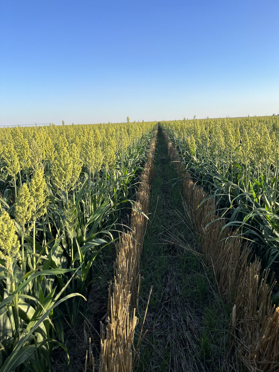 The relay milo is really reacting to the additional sunlight and space post wheat harvest. <a href="/JonathanDansel/">Johnny D</a> Do we have enough time? Quite a yield bump from here if they can make.