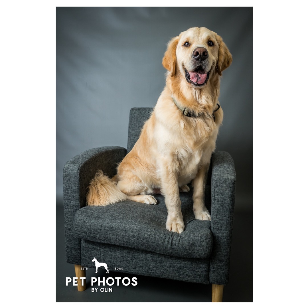 A good boy doing a good sit! DM us for info on how to reserve a portrait session for you and your pet.

#goldenretriever #petportrait #petphotographer #sacramentodog #sactowndog #sacramentophotographer