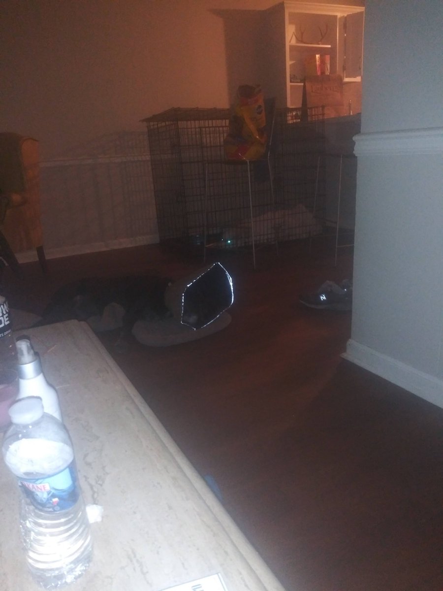 GreatestPyrene1's tweet photo. My babies ♥ ♥ #dogsoftwitter #labrador #greatpyrenees #lab_pack #animalsvideoss #DogLovers03 #Dalbodog #SpaceX #tweetsofdogs #TexasFootball #roschon #Bijan5Robinson #catosterman #HustonStreet #Rangers #bbq #SouthPark #Trey_Parker #CasaBonita ♥ https://t.co/12NYLExjYJ https://t.co/jCDvOgb8QJ