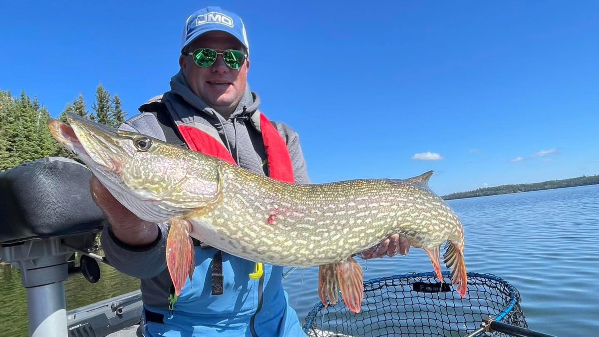 Big pike parade.. .  Don’t know if there is a more violent fish in freshwater.  Casting spinner baits and in-line soft plastic swim baits.  Fishing with Mac Mulligan out of Bakers Narrows.