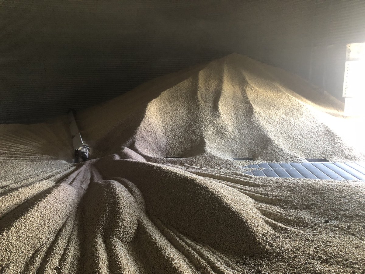 Cleaned out the last white corn bin today. Come on #Harvest2023