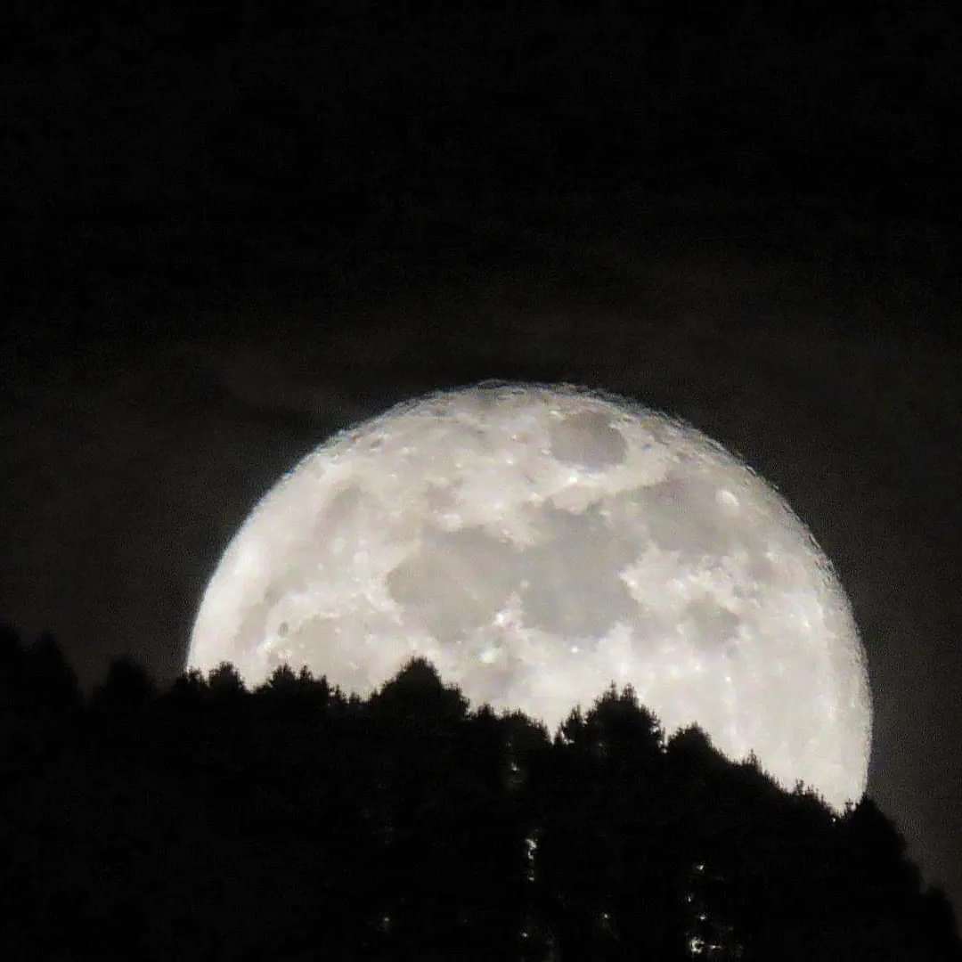 maurotov's tweet photo. Luna llena saliendo de árboles de los cerros orientales de Bogotá. https://t.co/gxomgMsW2K