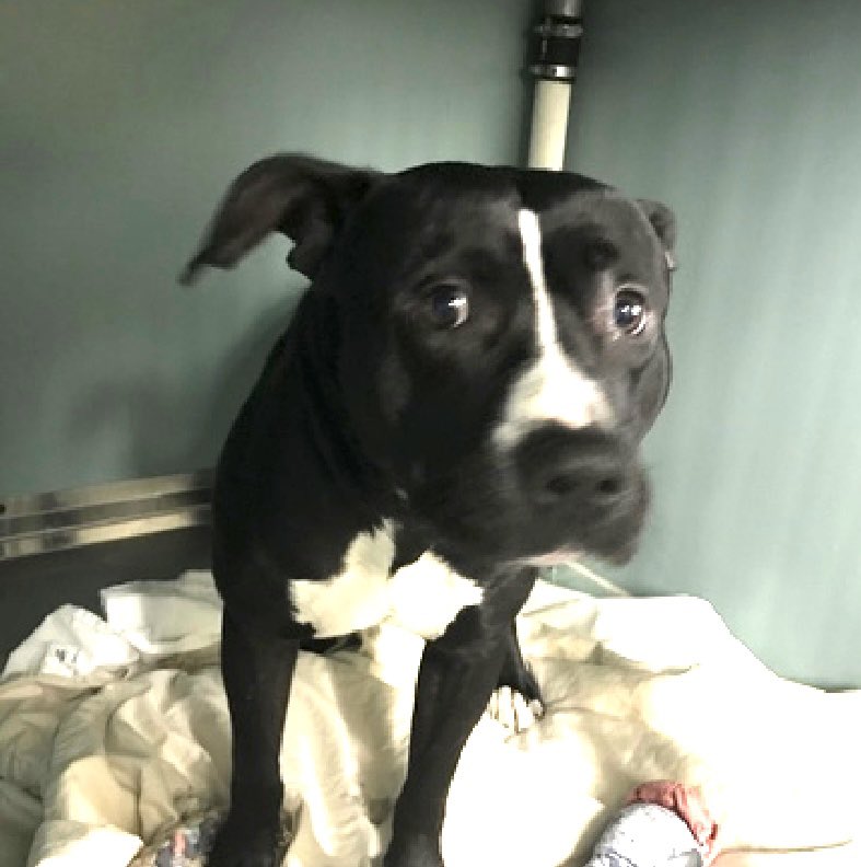 Dumped to die for human “allergies”, Smoke 181062’s “family” left him in NYCACC TBK Saturday. He arrived AUG 28, a usually social, loving and playful 5yo who’s now so fearful of being removed from his kennel, he retreats to the back. Shy and fearful of loud noises, he’s