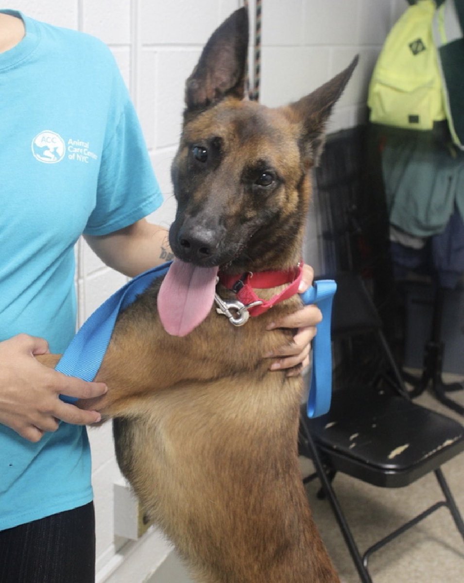 TomJumboGrumbo's tweet image. Extremely loving, social and playful, Lasso 180380 arrived as an underweight stray on AUG 20. A wonderful 4yo who’s so stressed in NYCACC he pants, whines and seeks to exit. They want him gone, now TBK Saturday. Adoptable from any location, he desperately needs a family with kids