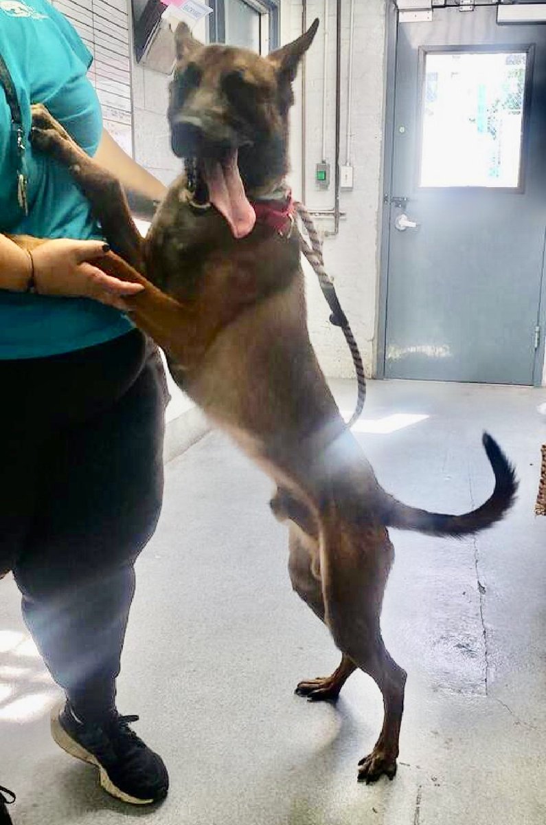 TomJumboGrumbo's tweet image. Extremely loving, social and playful, Lasso 180380 arrived as an underweight stray on AUG 20. A wonderful 4yo who’s so stressed in NYCACC he pants, whines and seeks to exit. They want him gone, now TBK Saturday. Adoptable from any location, he desperately needs a family with kids