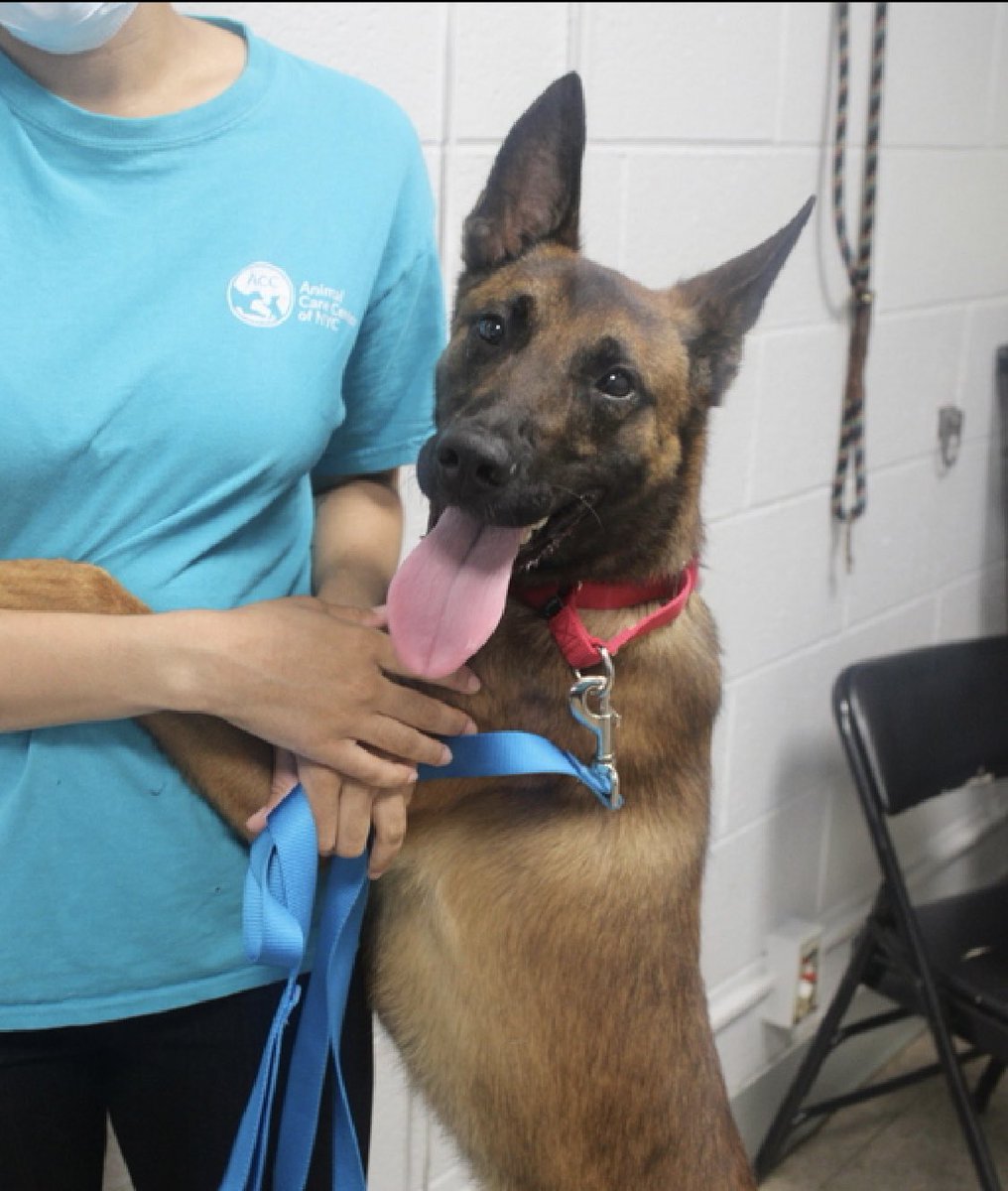 TomJumboGrumbo's tweet image. Extremely loving, social and playful, Lasso 180380 arrived as an underweight stray on AUG 20. A wonderful 4yo who’s so stressed in NYCACC he pants, whines and seeks to exit. They want him gone, now TBK Saturday. Adoptable from any location, he desperately needs a family with kids