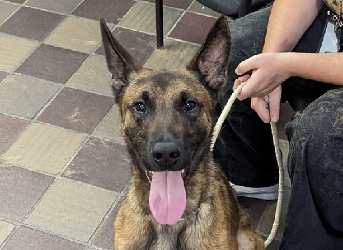 TomJumboGrumbo's tweet image. Extremely loving, social and playful, Lasso 180380 arrived as an underweight stray on AUG 20. A wonderful 4yo who’s so stressed in NYCACC he pants, whines and seeks to exit. They want him gone, now TBK Saturday. Adoptable from any location, he desperately needs a family with kids