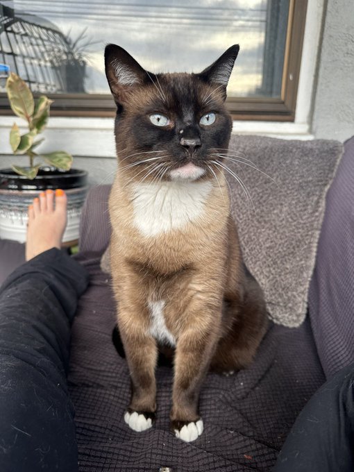 Here is Geralt of Kittia  Now introduce me to your animal or else https://t.co/rO8pnv1FlU