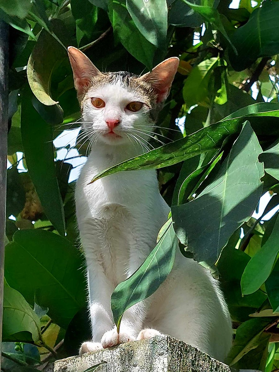 gasse02's tweet photo. why is our cat up there she's supposed to be inside https://t.co/ZJUgAOorHh