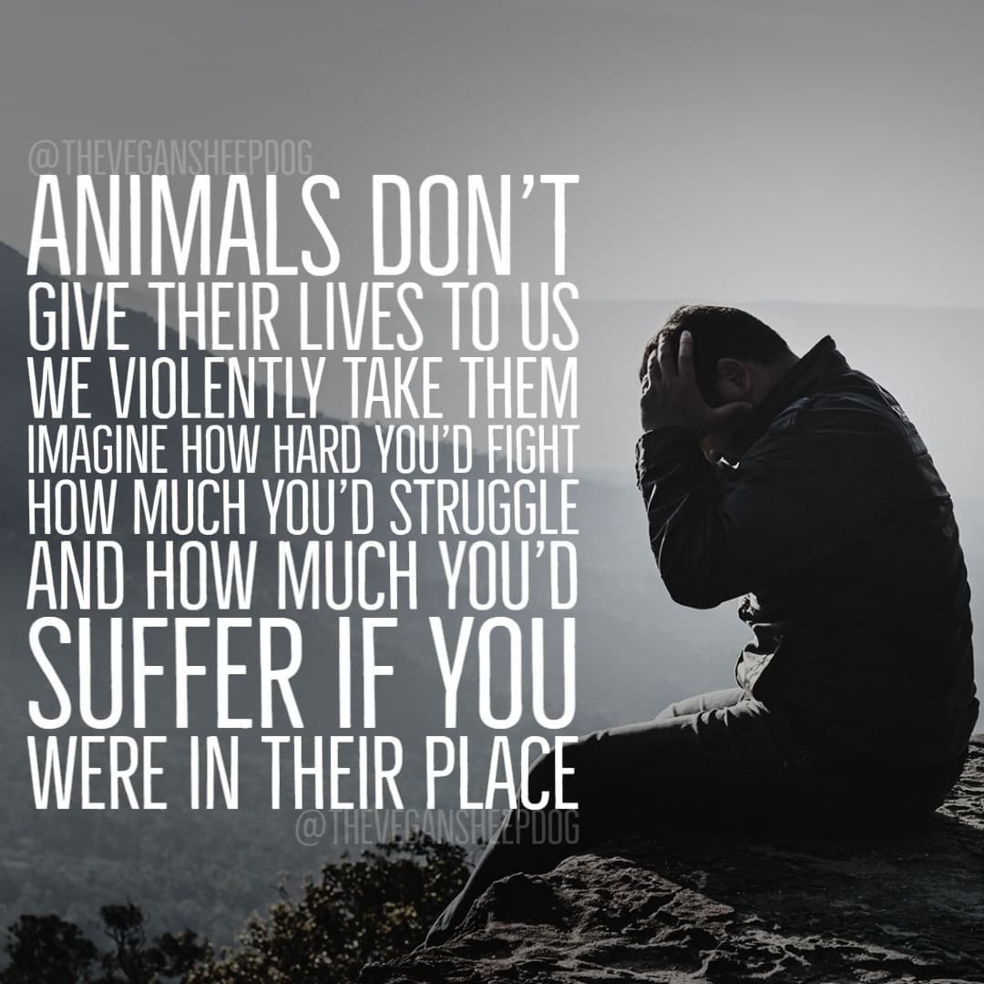 It's amazing how many people would turn away from watching violence to animals... hell how many people turn away from violence in a movie.
 #vegan #vegans #veganism #veganshare #veganmemes #veganjourney #veganmeme #rejectviolence #violence #animalcruelty #animalrights  #govegan