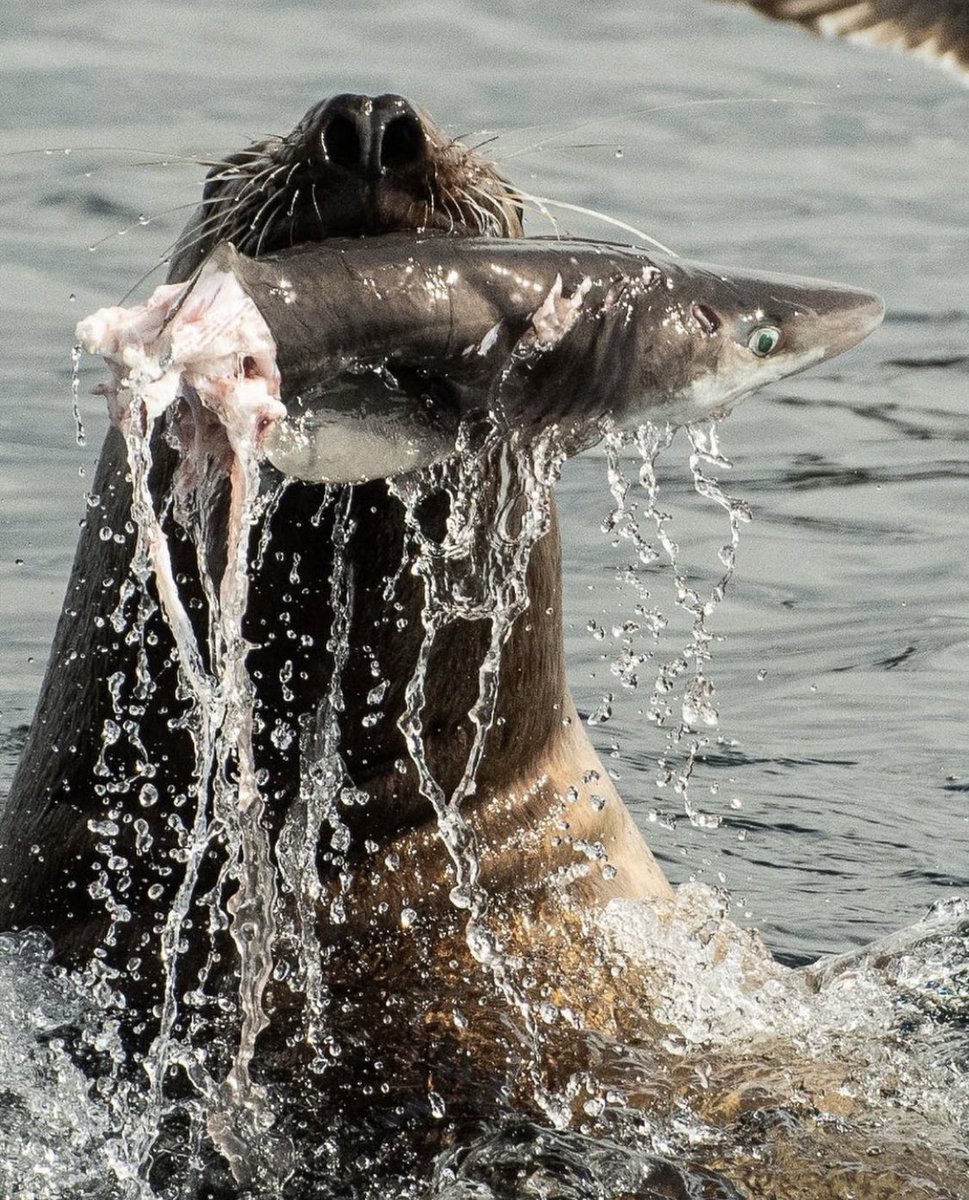 SafariMonterey's tweet photo. Predator or prey, size matters! https://t.co/FHcPwT4Q8A
