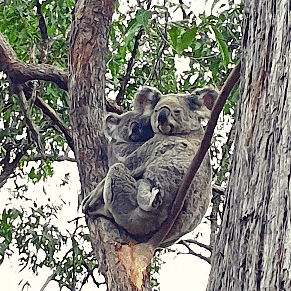 You know you work in a great place when you find #koala's watching you park your car!

#GriffithUni Nathan campus
@Griffith_Uni 
@Griffith_SciEnv