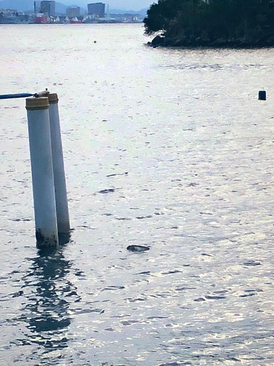BabOuZa_'s tweet photo. This is why we must support projects like @TurtleSyndicate. In the pic we can see a Dead Sea turtle in the cost of the niteroi city in Rio de Janeiro, Brasil. Fishline for sure. #saveseaturtle #savethesealife https://t.co/T1fy6J2zPv