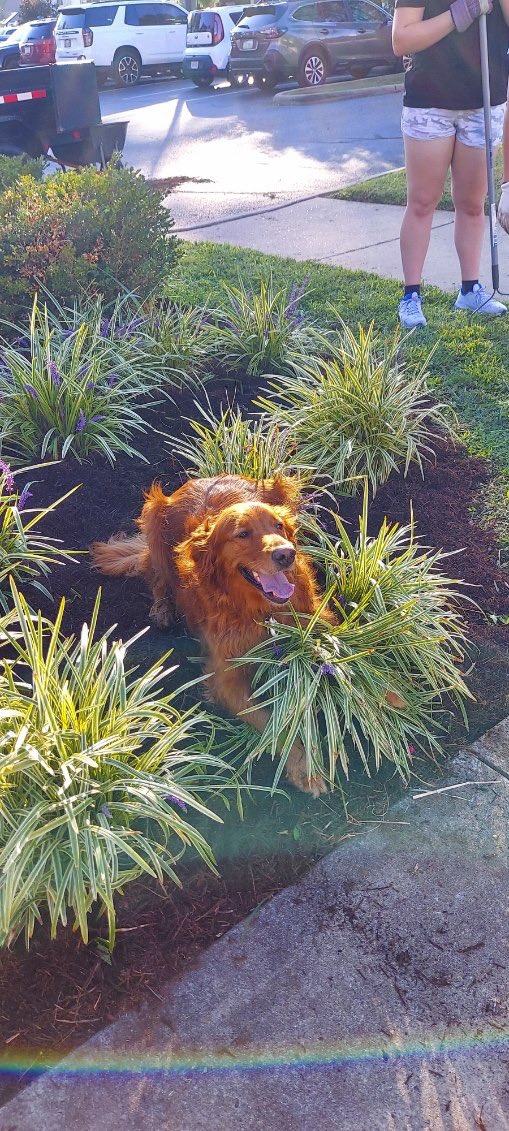 If there’s a dog, they will be there 🐶

A group of our players were able to help out downtown at the Armory this evening with a beautification project facilitated by Marietta Main Street and Jennifer Tinkler. It’s great to be able to give back the opportunity presents itself!