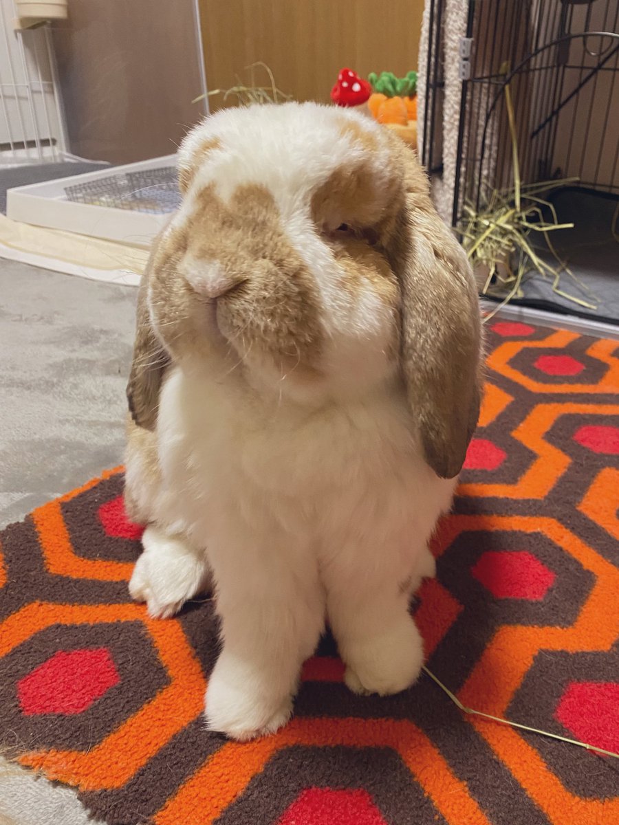 おはよう
なで ある？

がじゅまる