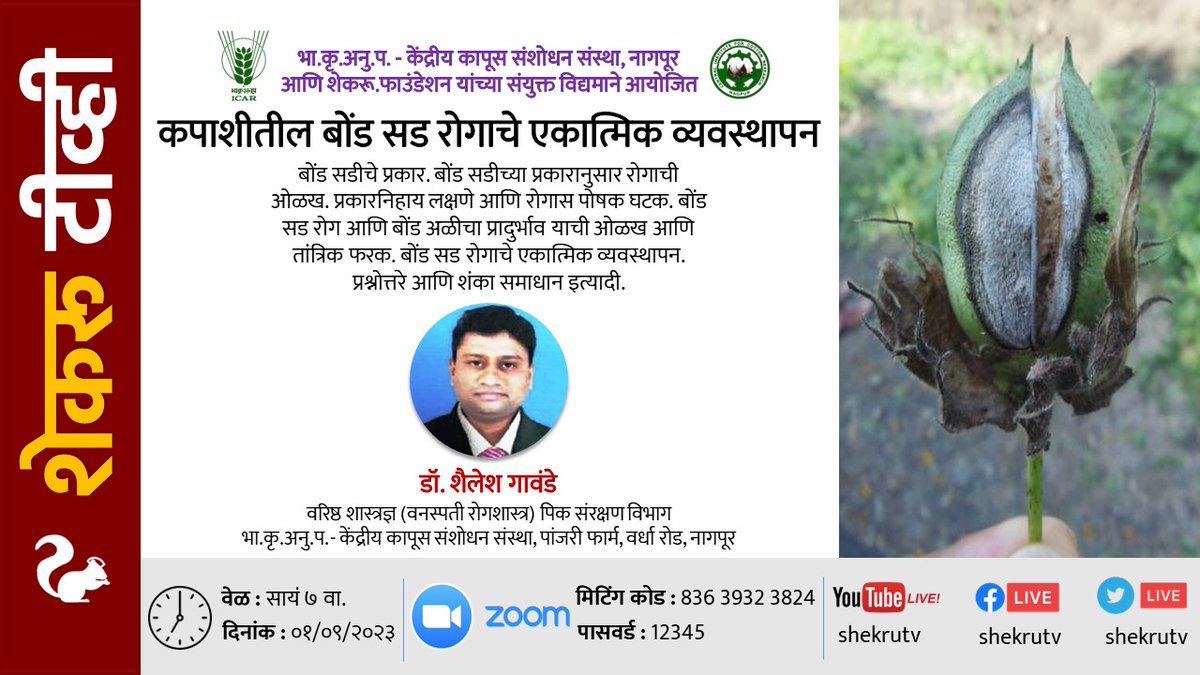 shekruTV's tweet image. कपाशीतील #बोंड #सड रोगाचे एकात्मिक व्यवस्थापन
डॉ. शैलेश गावंडे 
१/९ सायं ७ 
Integrated Management of #BollRot in #Cotton 
Dr. Shailesh Gawande 
Senior Scientist (#PlantPathology)
#ICAR-Central Inst for Cotton Research #Nagpur
1/9 7pm 
#cicr #कापूस