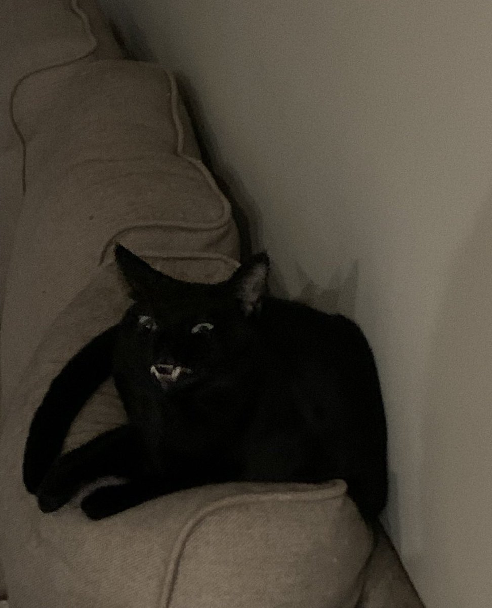 cats being weird little guys 👅 tweet media