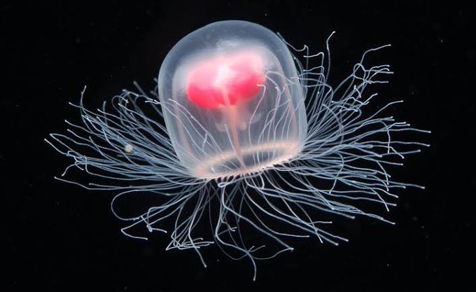 ベニクラゲって凄いね不死なんだね不死の生き物なんているんだなYouTubeでオートファジーの世界的権威の教授の話を聞いてるんだけど面白いねーほんと、人の体というか、細胞は凄い!よく出来てた組織だと思うわ 