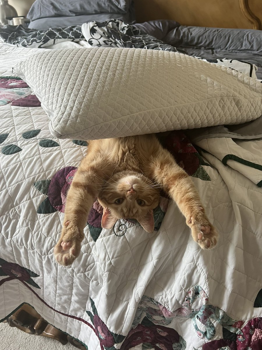Matt3_inMD's tweet photo. @otis_manxy_cat @DHB_NFT Dude - you think you’re having a moment - look at the mess I got myself into. 😂 #AdoptDontShop #CatsOfTwitter #CatsOnTwitter #Chonk https://t.co/giXPlhpMoW