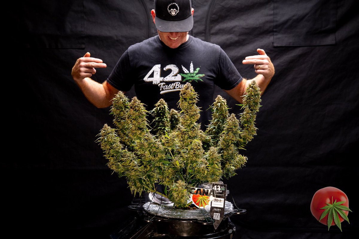 canamatoes's tweet photo. The 2nd @Fast_Buds 20:1 is down on day 86✂️ Our final selfie together 🙌
She's not the biggest plant, but the quality of the buds look 🤌
This is a great strain I've grown before, give it a try 👍👍
Monkey Nutes, @photontek X1000wPRO
#canastyle #photontek
#cannabiscommunity https://t.co/TZft0Hxcms