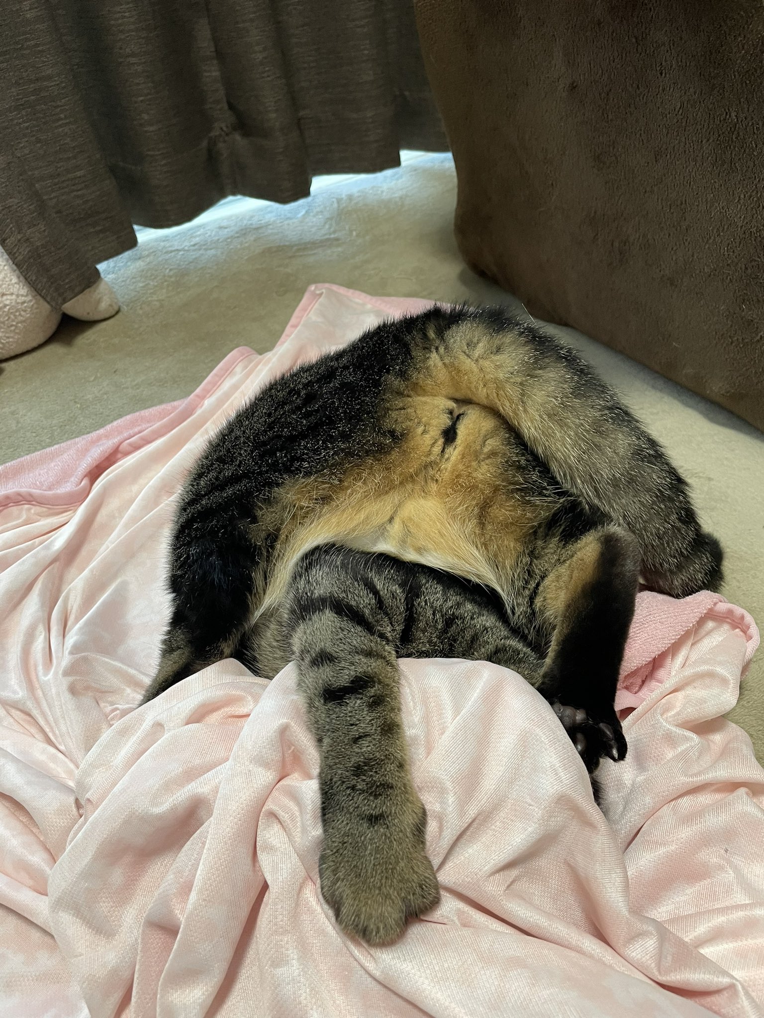 愛犬、愛猫大好き (*^^*) 愛犬・愛猫の成長記録 vol.438