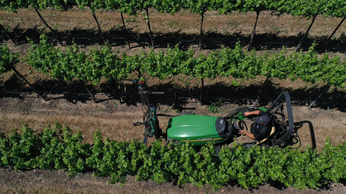 Registration is now open for the Sustainable Wine Grape Production Course and Expo (9-12 November). Please join me and my colleagues in Manisa-Turkey!
sustainable-viticulture.com
#viticulture #wine #Turkey #CabernetSauvignon #muscat