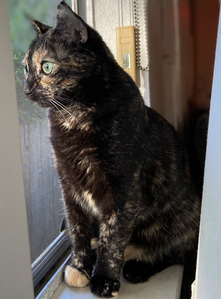thisisduster's tweet photo. reggie (aka reggie ragu, monkey, butthead) https://t.co/Dz5HkgDswb