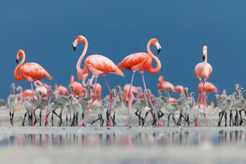 📷 Claudio Contreras, Fotógrafo del año para la vida salvaje, 2022. Flamencos de pluma rosa. Yucatán, México.
