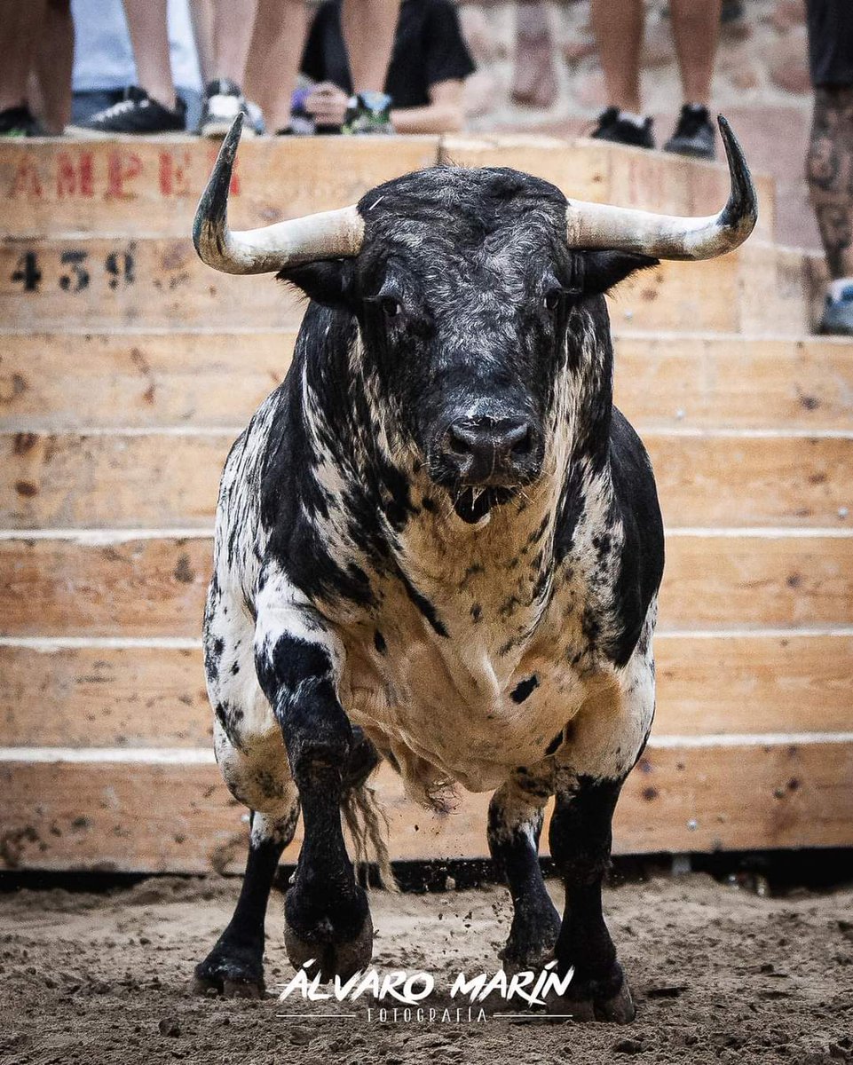Todavía no habíamos compartido por aquí esta publicación escrita por <a href="/carcellerbnsl/">Cesar Carceller</a> y con auténticos fotones de Álvaro Marín dedicada al toro "Embrollador"  de Toros de El Torero exhibido en Vilafamés (Cs).

"Carta póstuma a un toro bravo"
terradebous.com/2023/08/carta-…