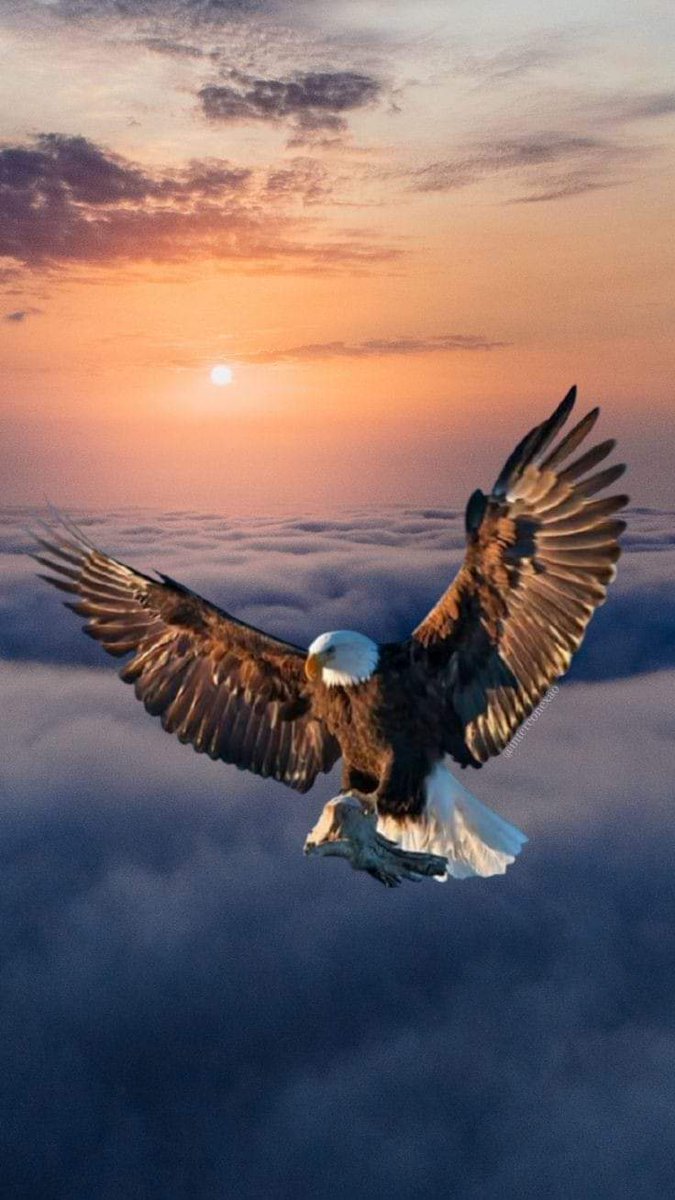 fadimghanem's tweet photo. وكلما ارتفع زادت صعوبة التنفس على الغراب ثم يسقط الغراب بسبب نقص الأوكسجين.
فتوقف عن إضاعة الوقت مع الغربان
فقط اصطحبهم إلى ارتفاعك واتركهم يتساقطون.. #صباح_الخير
٢/٢
#فادي_غانم #LCI #IUCN #WeServe #LIONS #D351 #LEBANON #JORDAN #PALESTINE #We_serve #GHADI #Fadi_Ghanem #GhadiNews https://t.co/xumkhRbaFk