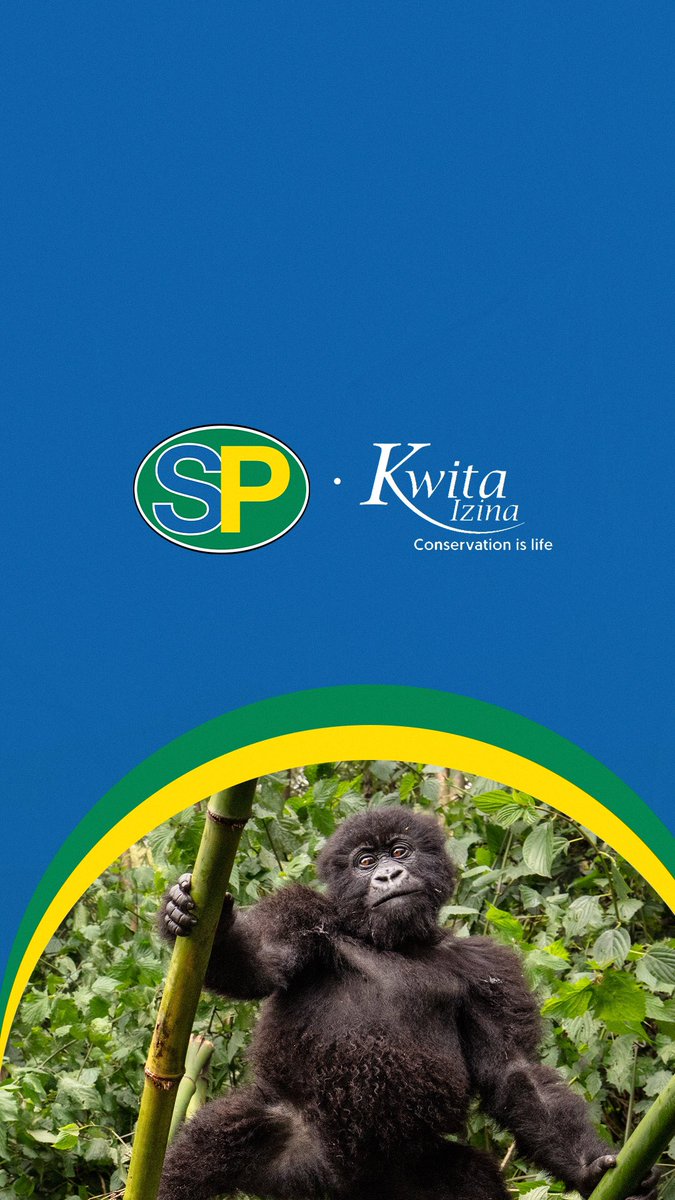 SPRwanda's tweet photo. SP, a proud conservation partner. Today, we celebrate the new births of infants gorillas and the continued efforts of @RDBrwanda and the Government of Rwanda.
#SP #SPStation #SPRwanda #KwitaIzina2023 https://t.co/DPWmEg8ca0